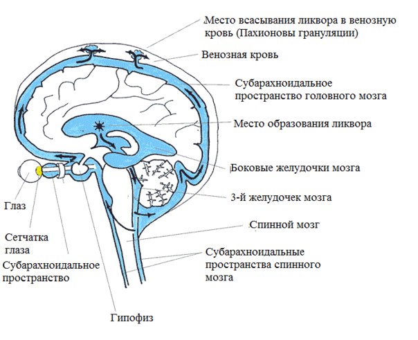 м