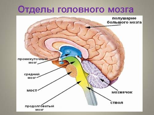 м