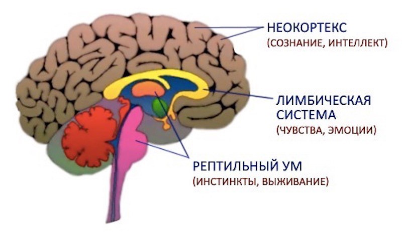 м