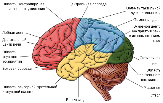 м