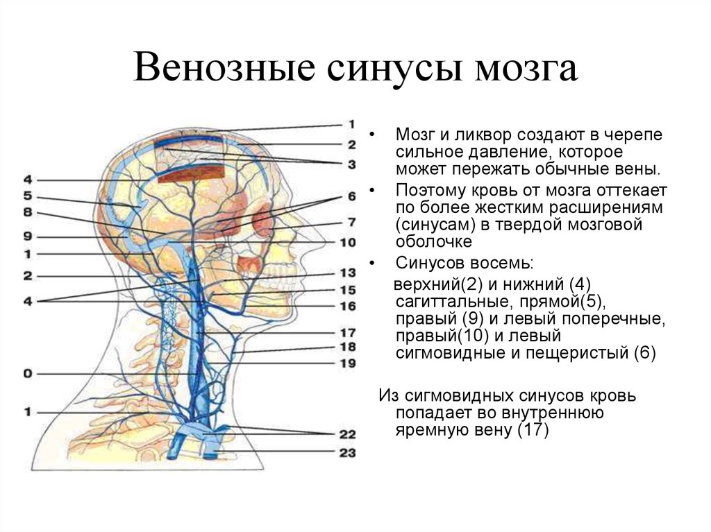 м