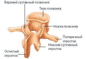 м