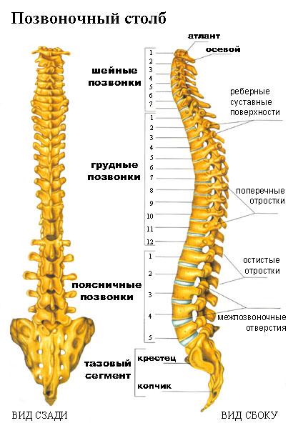 ч