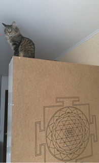 Приложение День уважения кошек.jpeg